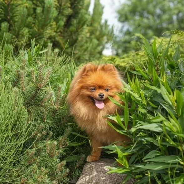 Hypoallergenic canned dog food with turkey and apples for small breeds, promoting healthy digestion and immunity