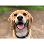 Grain free wet dog food with veal and duck, supporting lean muscles, immunity, and overall health