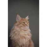 NATURE’S PROTECTION Superior Care – Urinary – Extra Crunchy with Poultry – Adult Cat TREAT, 75 g - Image 4