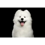 NATURE’S PROTECTION Superior Care – White Dogs, with Herring, Adult Dog, SMALL KIBBLE, 40 g "Try Me" / 1.5 kg - Image 5