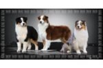 TAURO Pro Line Microfibre Towel – Australian Shepherd Design – Ultra Absorbent – 80 × 160 cm ''Dispatch from 28 September. - Image 2