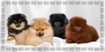 TAURO Pro Line Microfibre Towel – Pomeranian Design – Ultra Absorbent – 80 × 160 cm ''Dispatch from 28 September. - Image 2